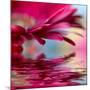 Closeup Of Pink Daisy-Gerbera With Soft Focus Reflected In The Water-silver-john-Mounted Art Print
