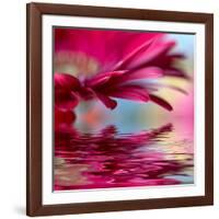 Closeup Of Pink Daisy-Gerbera With Soft Focus Reflected In The Water-silver-john-Framed Art Print