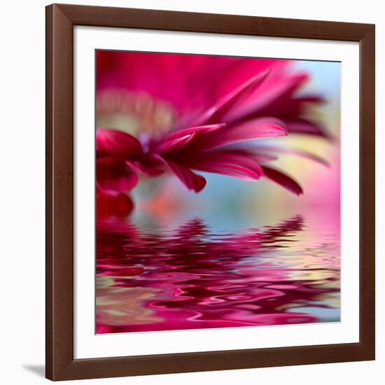 Closeup Of Pink Daisy-Gerbera With Soft Focus Reflected In The Water-silver-john-Framed Art Print