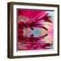 Closeup Of Pink Daisy-Gerbera With Soft Focus Reflected In The Water-silver-john-Framed Art Print