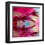 Closeup Of Pink Daisy-Gerbera With Soft Focus Reflected In The Water-silver-john-Framed Art Print