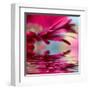 Closeup Of Pink Daisy-Gerbera With Soft Focus Reflected In The Water-silver-john-Framed Art Print