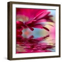 Closeup Of Pink Daisy-Gerbera With Soft Focus Reflected In The Water-silver-john-Framed Art Print