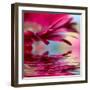 Closeup Of Pink Daisy-Gerbera With Soft Focus Reflected In The Water-silver-john-Framed Art Print