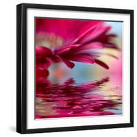 Closeup Of Pink Daisy-Gerbera With Soft Focus Reflected In The Water-silver-john-Framed Art Print