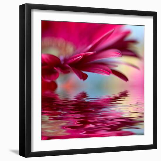 Closeup Of Pink Daisy-Gerbera With Soft Focus Reflected In The Water-silver-john-Framed Art Print