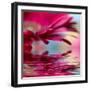 Closeup Of Pink Daisy-Gerbera With Soft Focus Reflected In The Water-silver-john-Framed Art Print