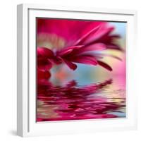 Closeup Of Pink Daisy-Gerbera With Soft Focus Reflected In The Water-silver-john-Framed Art Print