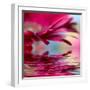 Closeup Of Pink Daisy-Gerbera With Soft Focus Reflected In The Water-silver-john-Framed Art Print