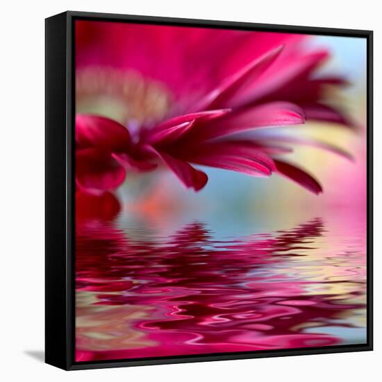 Closeup Of Pink Daisy-Gerbera With Soft Focus Reflected In The Water-silver-john-Framed Stretched Canvas