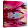 Closeup Of Pink Daisy-Gerbera With Soft Focus Reflected In The Water-silver-john-Stretched Canvas