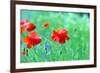 Closeup of Red Poppy on Cereal Field-Vitaliy Pakhnyushchyy-Framed Photographic Print