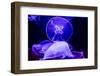 Closeup of Several Beautiful Moon Jellyfish-Richard McMillin-Framed Photographic Print