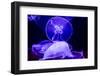 Closeup of Several Beautiful Moon Jellyfish-Richard McMillin-Framed Photographic Print