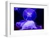 Closeup of Several Beautiful Moon Jellyfish-Richard McMillin-Framed Photographic Print