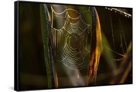 Closeup of shiny cobweb with dew, dark background-Paivi Vikstrom-Framed Stretched Canvas
