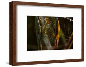 Closeup of shiny cobweb with dew, dark background-Paivi Vikstrom-Framed Photographic Print