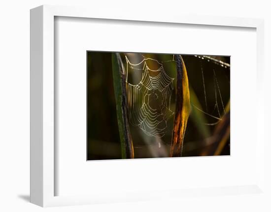 Closeup of shiny cobweb with dew, dark background-Paivi Vikstrom-Framed Photographic Print