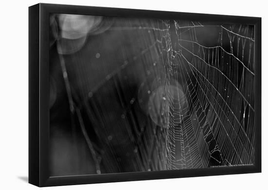 Closeup of Spider Web B&W-null-Framed Poster