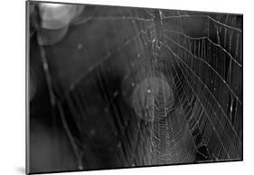 Closeup of Spider Web B&W-null-Mounted Poster