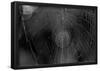 Closeup of Spider Web B&W-null-Framed Poster