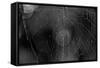 Closeup of Spider Web b/w-null-Framed Stretched Canvas