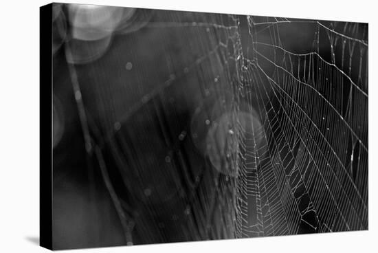 Closeup of Spider Web b/w-null-Stretched Canvas