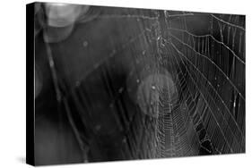 Closeup of Spider Web b/w-null-Stretched Canvas