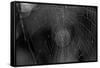 Closeup of Spider Web b/w-null-Framed Stretched Canvas