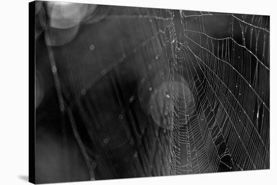 Closeup of Spider Web b/w-null-Stretched Canvas