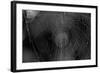 Closeup of Spider Web b/w-null-Framed Photo