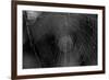 Closeup of Spider Web b/w-null-Framed Photo