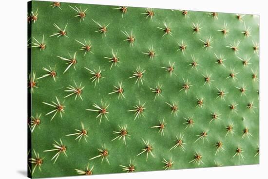 Closeup of Spines on Cactus, Background Cactus with Spines-kelifamily-Stretched Canvas