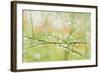 Closeup of Stalks on Organic Asparagus Plant-Lars Hallstrom-Framed Photographic Print