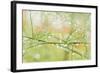 Closeup of Stalks on Organic Asparagus Plant-Lars Hallstrom-Framed Photographic Print