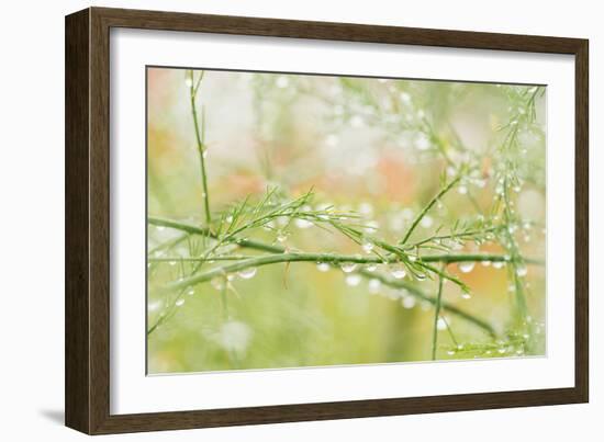 Closeup of Stalks on Organic Asparagus Plant-Lars Hallstrom-Framed Photographic Print