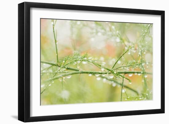 Closeup of Stalks on Organic Asparagus Plant-Lars Hallstrom-Framed Photographic Print