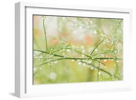 Closeup of Stalks on Organic Asparagus Plant-Lars Hallstrom-Framed Photographic Print