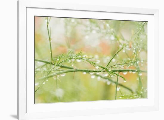 Closeup of Stalks on Organic Asparagus Plant-Lars Hallstrom-Framed Photographic Print