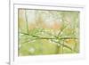 Closeup of Stalks on Organic Asparagus Plant-Lars Hallstrom-Framed Photographic Print