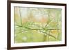 Closeup of Stalks on Organic Asparagus Plant-Lars Hallstrom-Framed Photographic Print