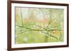 Closeup of Stalks on Organic Asparagus Plant-Lars Hallstrom-Framed Photographic Print