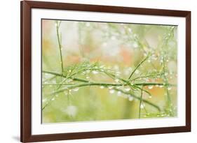 Closeup of Stalks on Organic Asparagus Plant-Lars Hallstrom-Framed Photographic Print