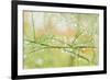 Closeup of Stalks on Organic Asparagus Plant-Lars Hallstrom-Framed Photographic Print