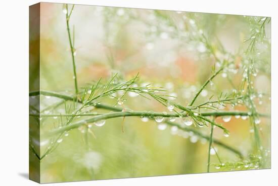 Closeup of Stalks on Organic Asparagus Plant-Lars Hallstrom-Stretched Canvas