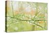 Closeup of Stalks on Organic Asparagus Plant-Lars Hallstrom-Stretched Canvas