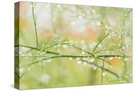 Closeup of Stalks on Organic Asparagus Plant-Lars Hallstrom-Stretched Canvas