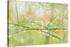 Closeup of Stalks on Organic Asparagus Plant-Lars Hallstrom-Stretched Canvas