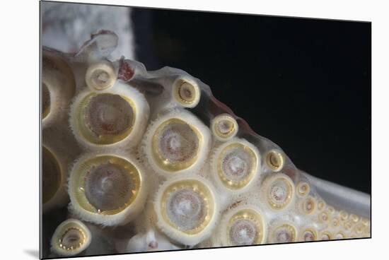 Closeup of Suckers and Teeth Rings-Louise Murray-Mounted Photographic Print