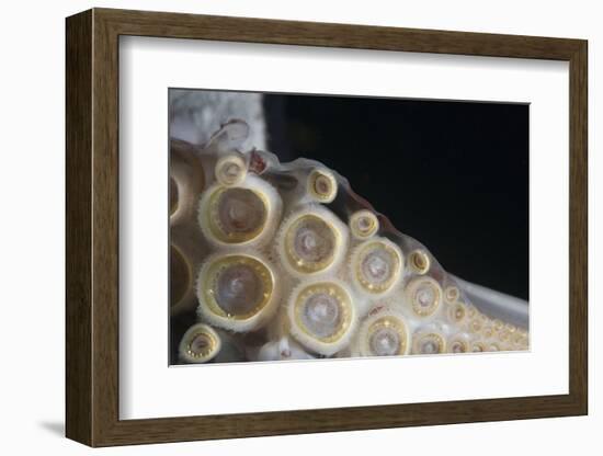 Closeup of Suckers and Teeth Rings-Louise Murray-Framed Photographic Print